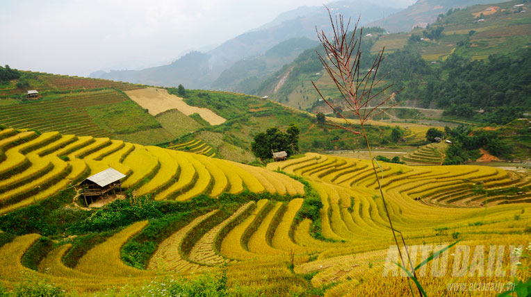 Kiệt t&aacute;c ruộng bậc thang M&ugrave; Cang Chải